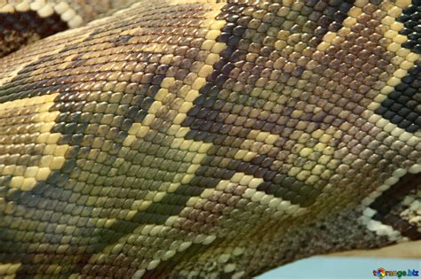 Image result for Python Skin