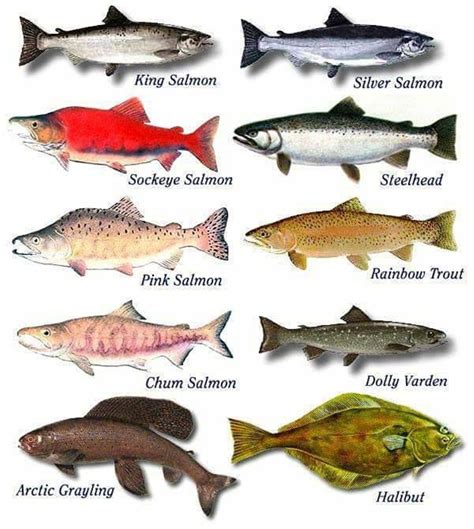 Alaska Fish Species Chart - Educational Chart Resources