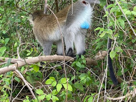 AROUND KIBUYE TOUR ACTIVITIES (2026) All You Need to Know BEFORE You Go ...