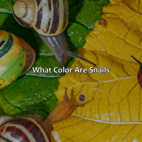 What Color Tube For Lipid Panel - colorscombo.com