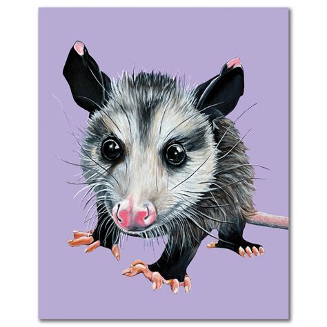 Cute Possum Drawing