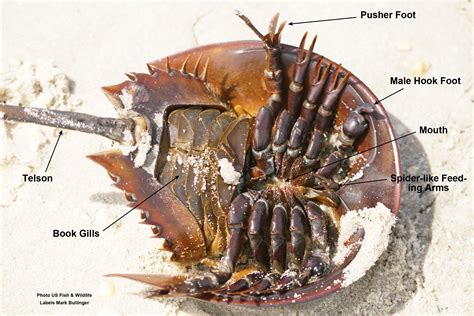 The Way-Back Creature - All About the Horsehoe Crabs with Naturalist ...