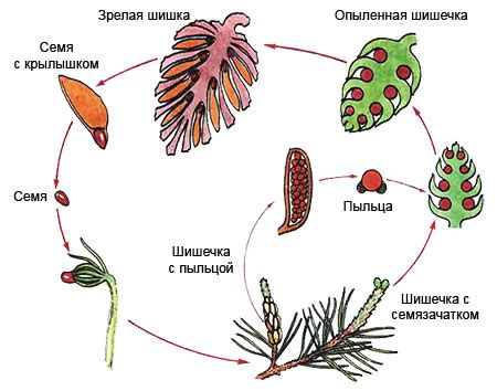 Хвойные растения размножаются семенами которые находятся внутри их плодов