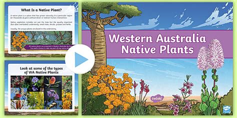Western Australian Native Plants PowerPoint (teacher made)