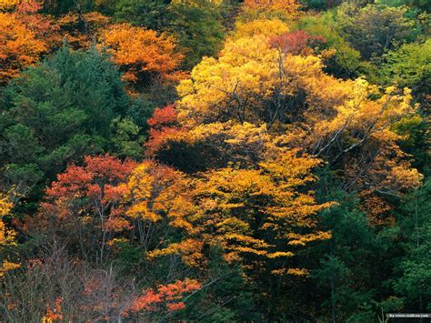 壁纸1400×1050色彩绚丽的森林 秋天森林图片壁纸,秋色无限-森林里的秋天壁纸壁纸图片-风景壁纸-风景图片素材-桌面壁纸