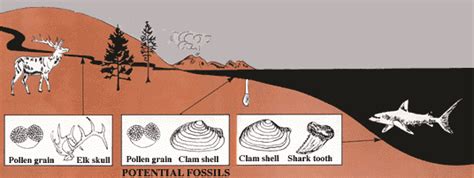 Image result for Fossil Formation