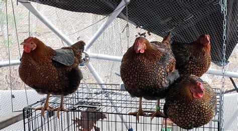 Do I need to put these girls on a diet? : r/chickens