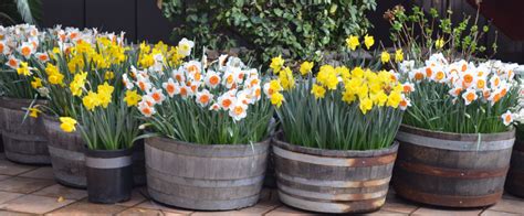 Image result for Spring Bulbs in Containers