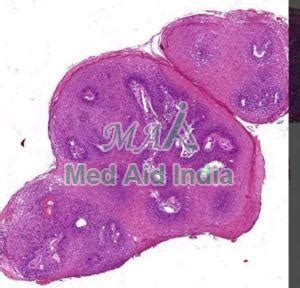 Online Oral Histology Digital Slides Set Manufacturer, Supplier from Noida