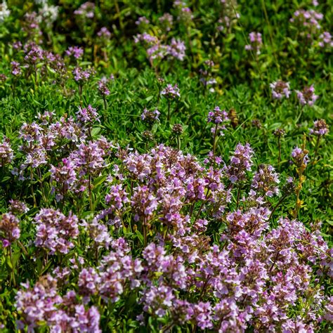 Creeping Thyme Colors