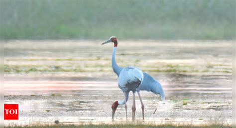Sarus: Endangered sarus cranes' only habitat in Maharashtra shows yet ...