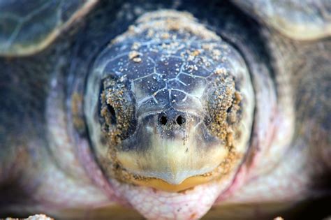 Sea turtles: Get to know the 4 species found along the Oregon coast ...