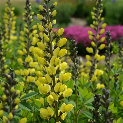 Baptisia 'Lemon Meringue' | Vivace Jaune Facile | Baptisia Decadence ...