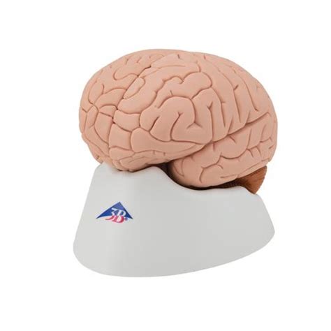 Anatomical Teaching Models - Plastic Human Brain Models - 4-Part Brain ...