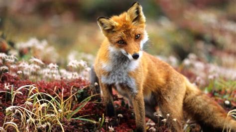 Image result for Spring Animals CBeebies