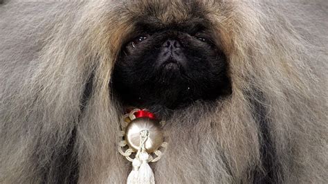 Dogs 的图像结果