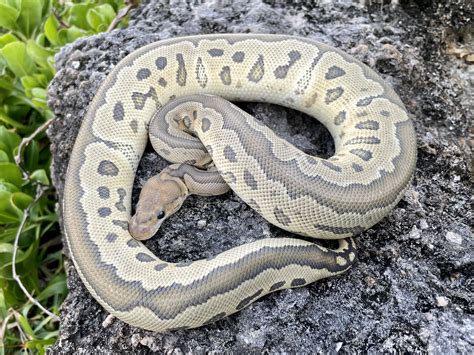 Image result for Ghost Clown Ball Python