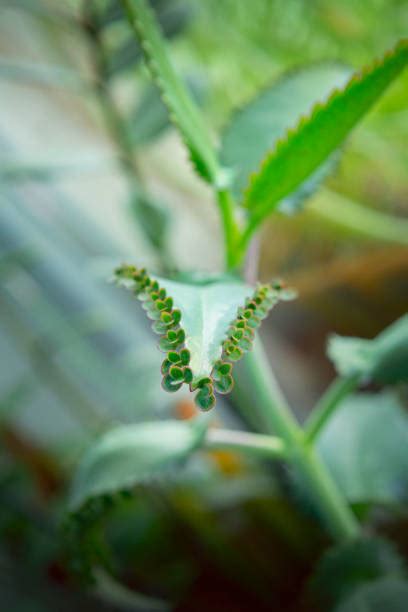 Image result for Plantlets Examples