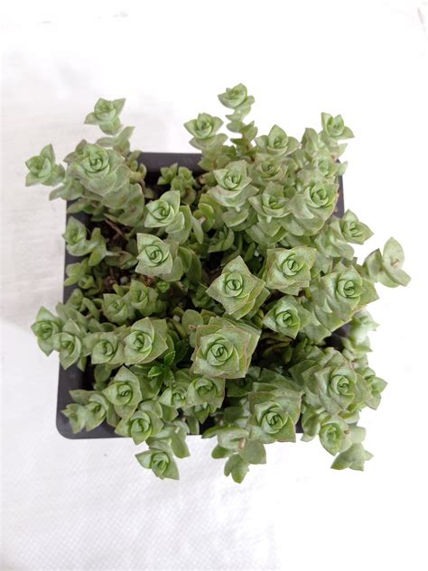 Buy Crassula Perforata Green Ivory Towers Big Succulent Plant Online in ...