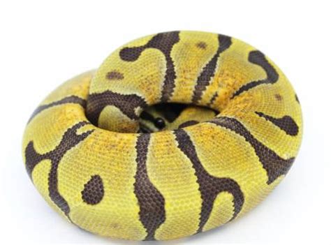 Image result for Enchi Ghost Ball Python