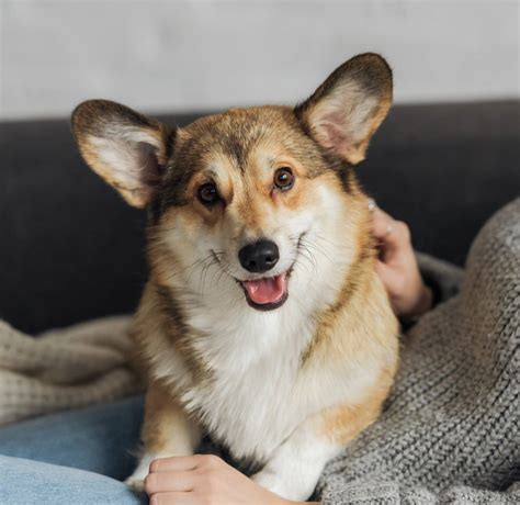 Pet Orthopedics Colorado Springs | Airway Vet Hospital