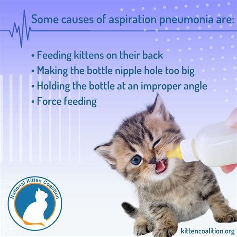 Aspiration Pneumonia in Kittens - National Kitten Coalition
