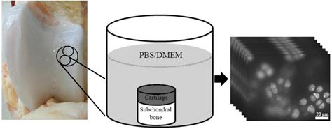 Effects of Medium and Temperature on Cellular Responses in the ...