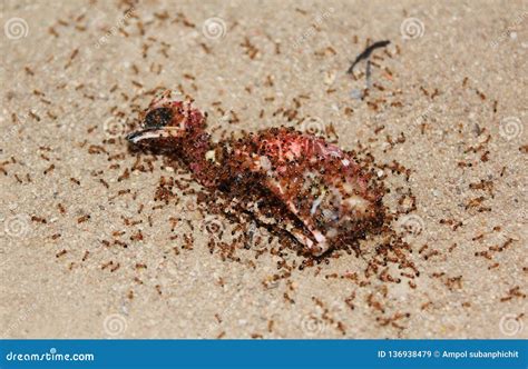 Ant Eat bird carcass stock image. Image of carcass, corpse - 136938479