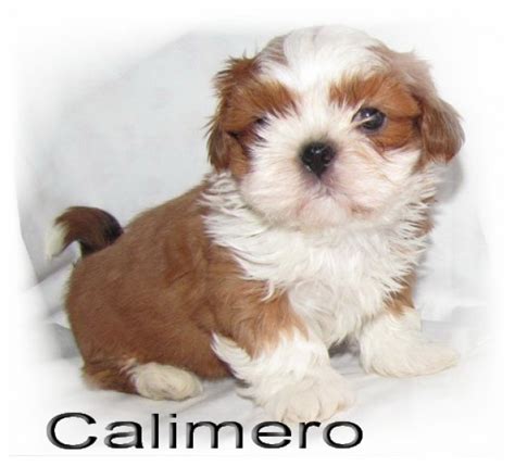 Tiere Kleinanzeigen | Tiere Annoncen | Tiere Inserate | Tiere ...