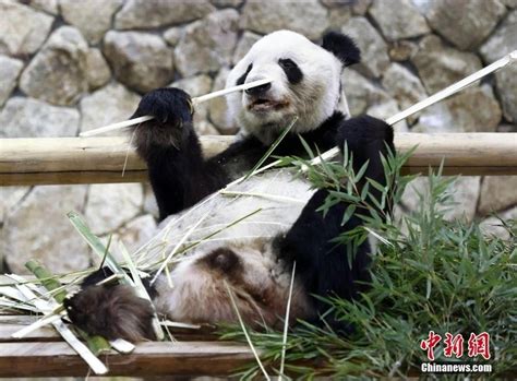 旅日大熊猫“永明”携双胞胎女儿启程回国