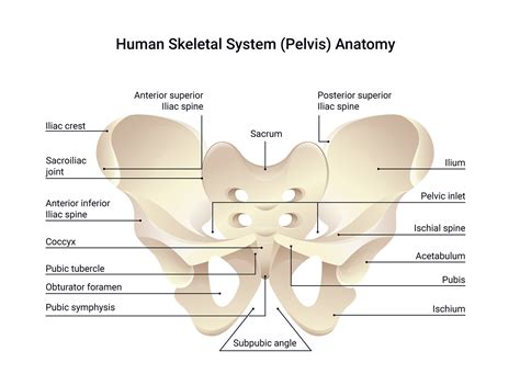 The Human Pelvis: Detailed Anatomical Overview - Anatomy Note