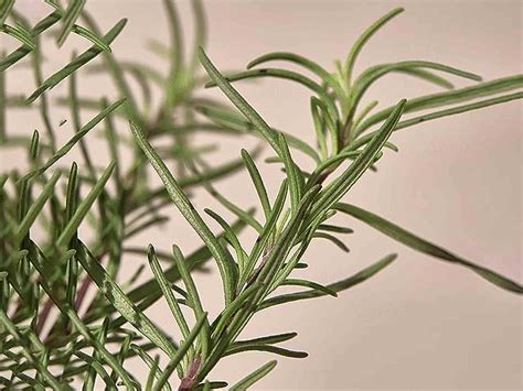 Buy KAINE Rosemary Relief Gel Cleanser Online at Best Price | Clinikally