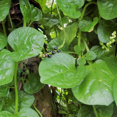 TomorrowSeeds - Giant Malabar Spinach Seeds - 200+ Count - For 2026 ...