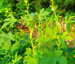 Grassroots Innovation Database [GRID] | Heliothis in ladies finger crop