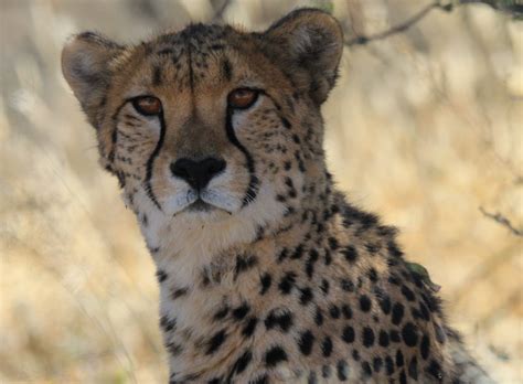 DTE Exclusive: Female cheetah in Kuno undergoing treatment for renal ...