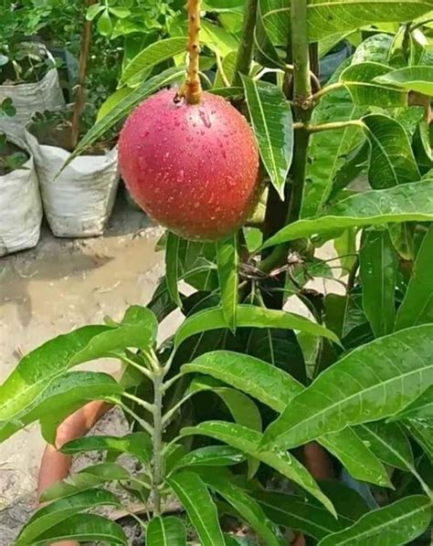 Rare Grafted Japanese Miyazaki Mango Plant | Japani Variety Eggs of Sun ...