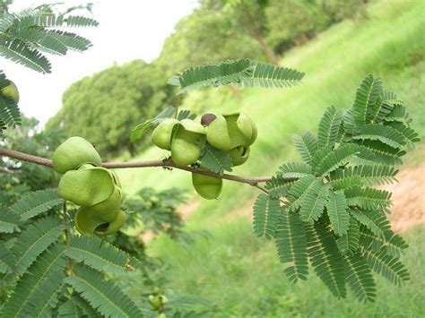 Caesalpinia coriaria Seeds - 1 Kg – ChhajedGarden.com