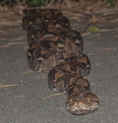 Image result for Reticulated Python Snake