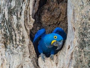Image result for Logging Software