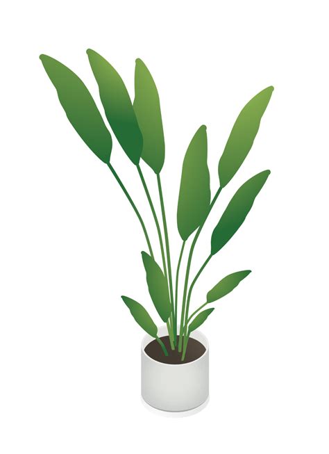plant illustration vector