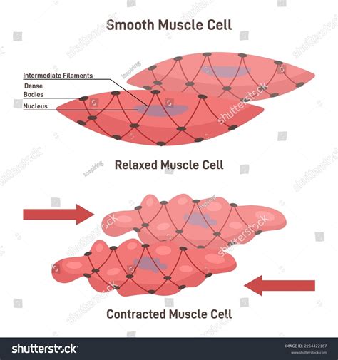 451 Relax Contract Muscle Images, Stock Photos & Vectors | Shutterstock