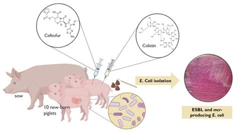Longitudinal Study Detects the Co-Carriage of ESBL and mcr-1 and -4 ...