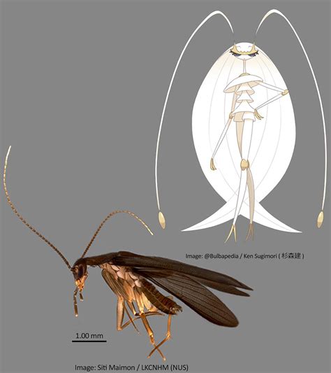 New species of cockroach found in Singapore, named after Pokemon character | The Straits Times