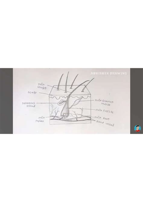 1000039189 - Vkfjgftyy - B.Pharmacy - ABHISHEK DRAWING Hair Shaft scalp ...