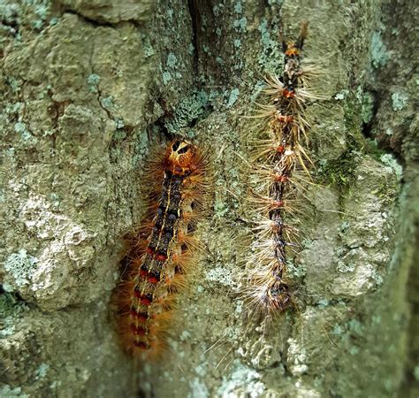 Image result for Gypsy Moth