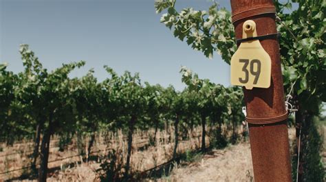 Line 39 Wines | Our Wines