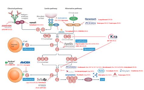 Rezultat imagine pentru What Is a Complement System