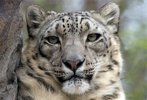 Endangered and Extinct Animals: Endangered Animals - Snow Leopard - Panthera Uncia