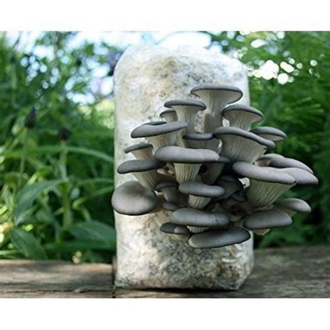 Mushroom Ready To Grow Fruiting Bag (1 Piece) – BM MUSHROOM ONLINE STORE