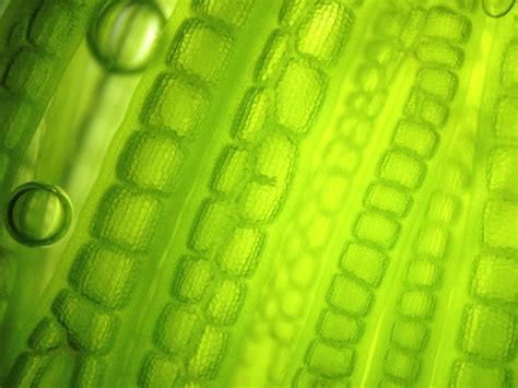 Ecklonia Cava: Health Benefits and Side Effects -- Hangover Heaven IV ...